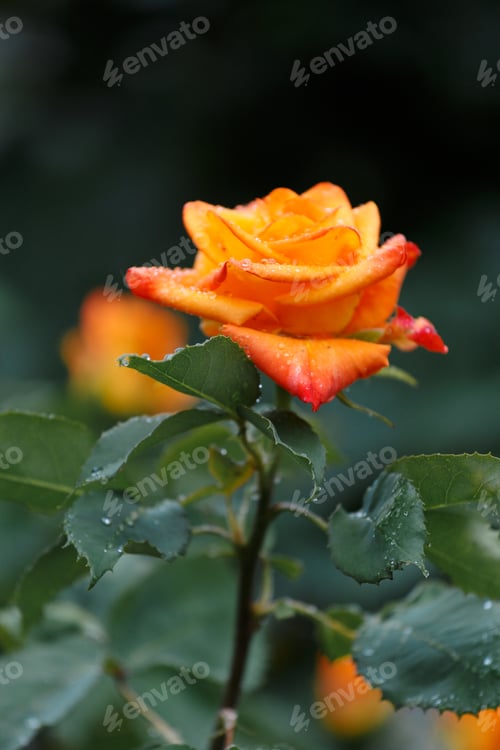 Preview: Roses in raindrops, floral background