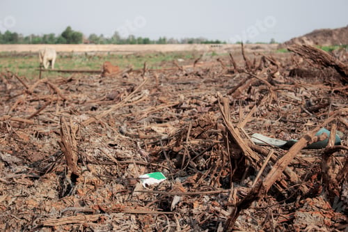 Preview: Wood chips on field