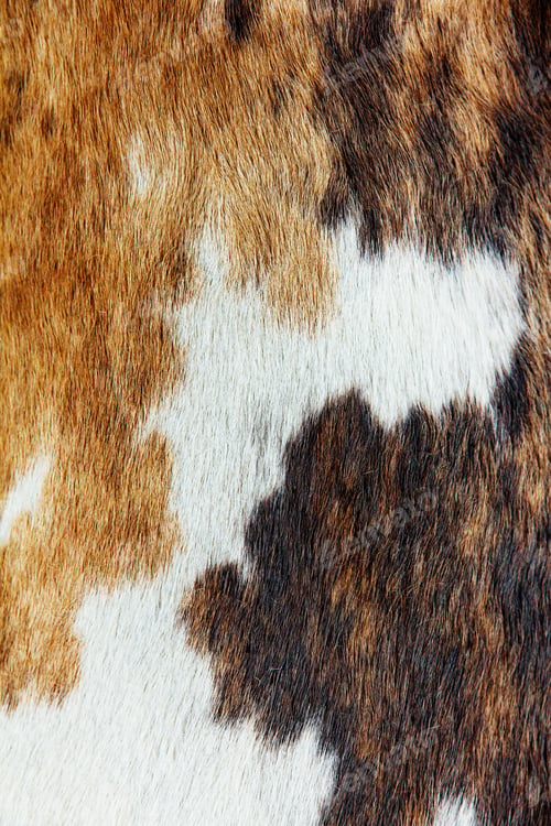 Preview: Close up of cowhide dapple background