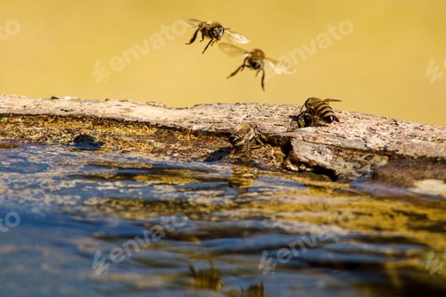 Preview: Closeup shot of bees flying over the water and sitting on the stone on a sunny day