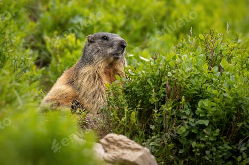 Preview: Alert alpine marmot sitting in rhododendron in summer
