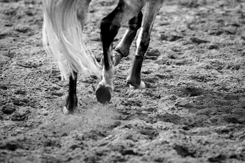 Preview: Horse Jumping, Equestrian Sports, Show Jumping themed photo.