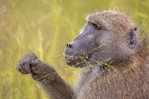 Preview: Chacma baboon feeding on grass seeds