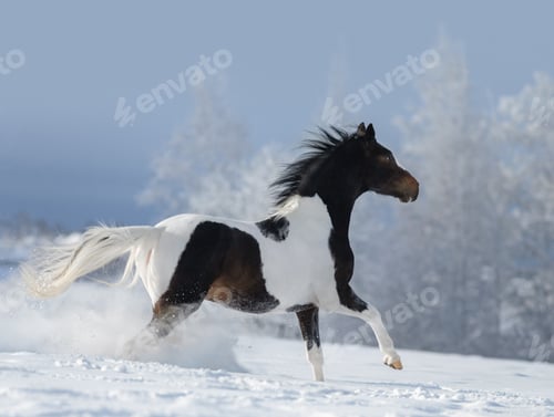 Preview: Paint horse galloping across winter snowy meadow.