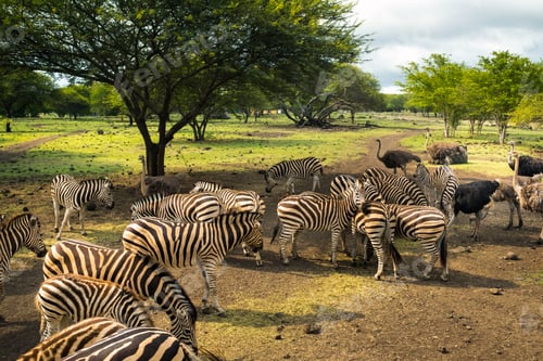 Preview: Herd of zebras and ostrich in the wild in park on Mauritius