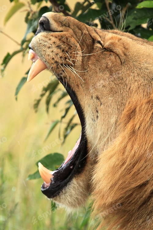 Preview: Male Lion - Kenya