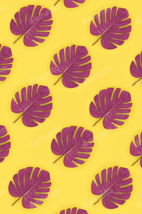 Preview: Tropical palm monstera leaves lies on a pastel colored paper. Nature summer concept pa