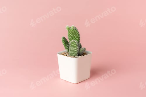 Preview: Cactus in pot on pink background