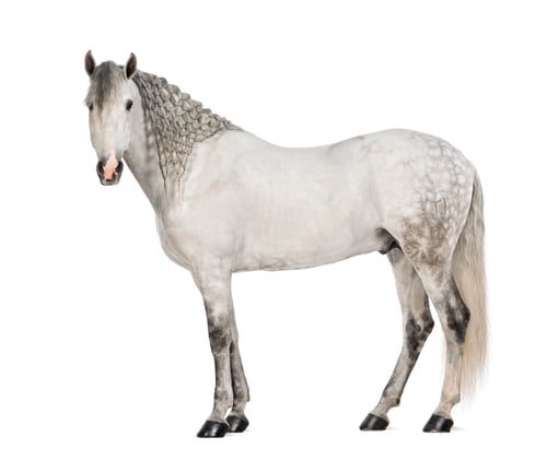 Preview: Side view of a Male Andalusian, 7 , also known as the Pure Spanish Horse or PRE, with plaited mane