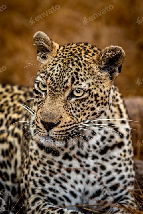 Preview: Close up of a female Leopard in the Kruger.