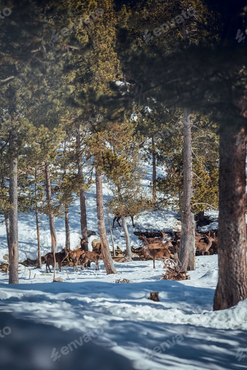 Preview: Noble deers near trees between snow