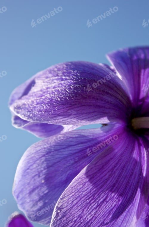 Preview: close up of purple flower