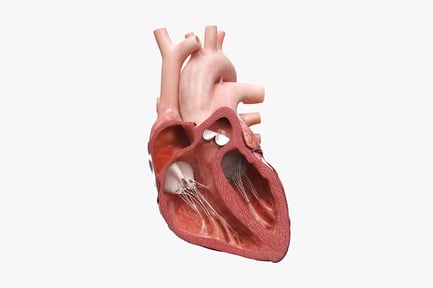 Preview: Anterior Section of the Human Heart