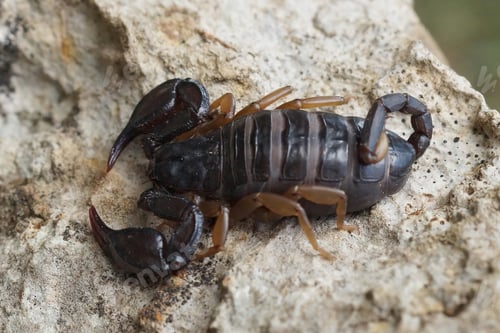 Preview: Close up of a European Yellow-tailed Scorpion, Euscorpius flavicaudis