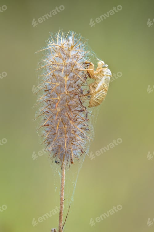 Preview: Faded flower with cocoon