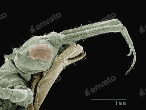 Preview: Coloured SEM of mask of damselfly (Calopterygidae)
