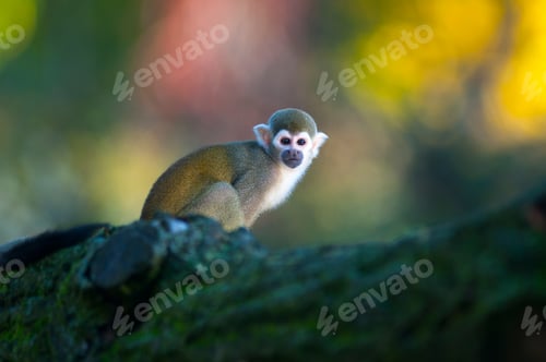 Preview: Squirrel Monkey - Saimiri sciureus