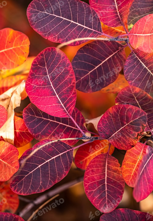 Preview: colorful autumn leaves