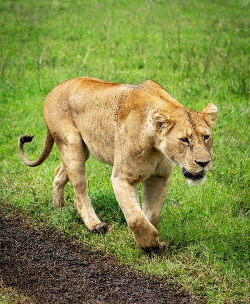 Preview: A Beautiful Wildlife in the World in pictures