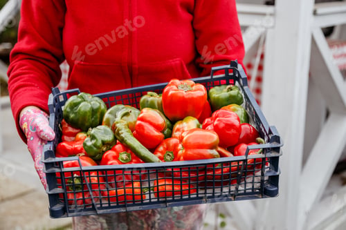 Preview: Old woman farmer holding harvest of bell peppers from own farm