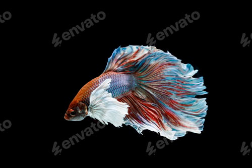 Preview: Betta fish, siamese fighting fish, betta splendens isolated on black background