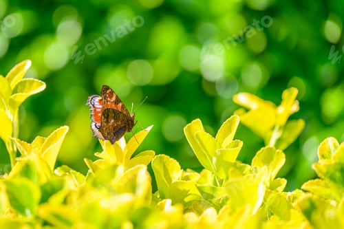 Preview: macro shot of a butterfly