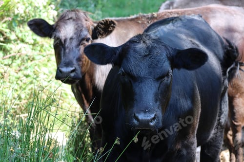 Preview: Two cows in a countryside field