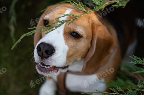 Preview: Beagle puppy looking up. Pet portrait indoors.