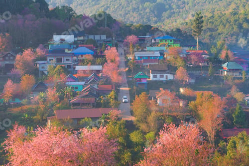 Preview: Sakura cherry flowers blossom trees of national park. Natural landscape background. Pink color