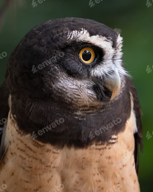Preview: Spectacled Owl