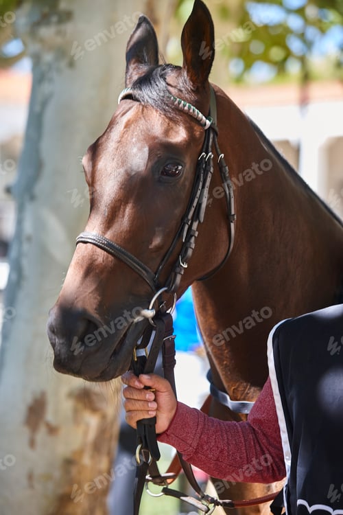 Preview: Race horse head detail. Purebred in the hippodrome. Turf