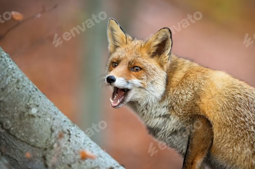 Preview: Red fox with open mouth in forest in autumn nature
