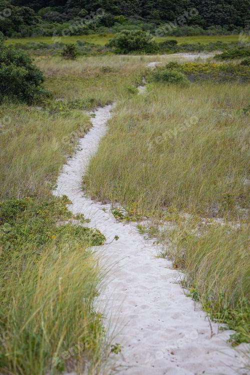Preview: Path through dunes by the beach grass on Marthas Vineyard