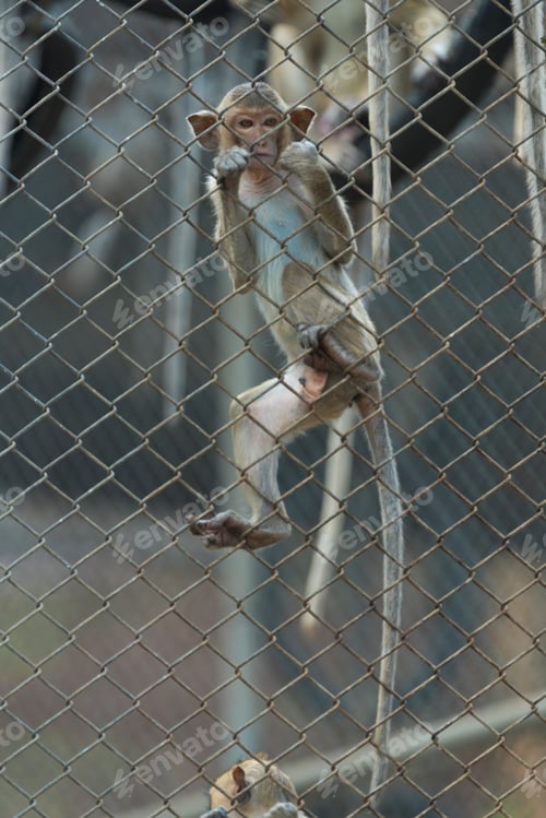 Preview: eye of monkey in cage
