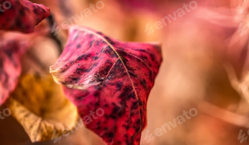 Preview: Close up view of spotted leaf