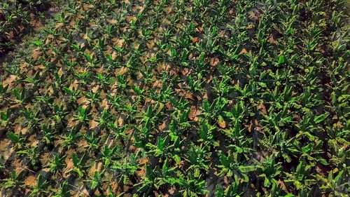 Preview: Top view of green beautiful fields of agricultural farmers. Clip. Neat farm fields for agricultural