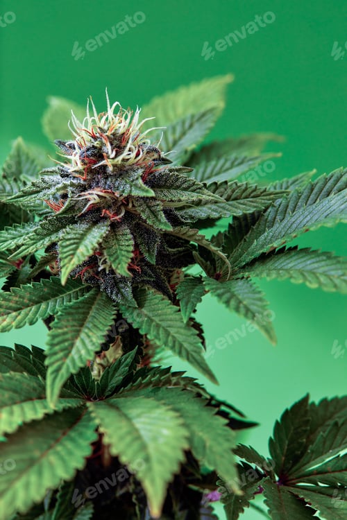 Preview: Macro a cannabis flower with the formula THC CBD CBN, CBD Chemical Formula. Concept of herbal