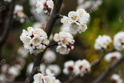 Preview: Flowers in spring. Nature floral background. Spring blossom background.