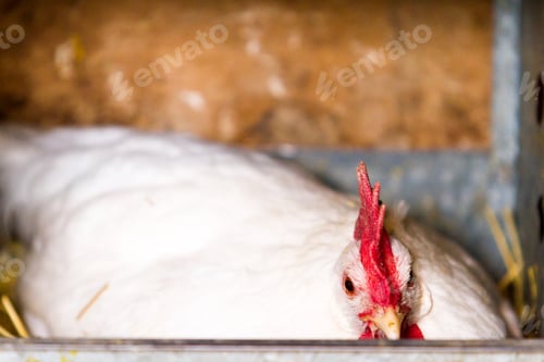 Preview: Free range chickens