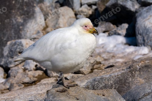 Preview: Snowy Sheathbill - Antarctica