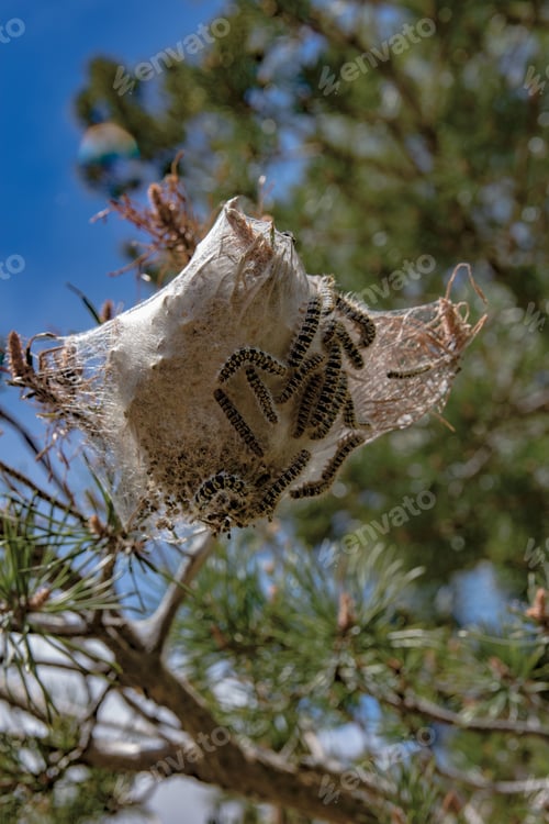 Preview: Nest of pine processionary caterpillars in the green needles of a fir tree against a plain blue sky