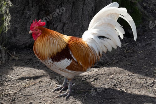 Preview: Single multicolored rooster standing outdoors