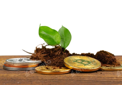 Preview: Sprout plant and bitcoin, growth of bitcoin crypto currency