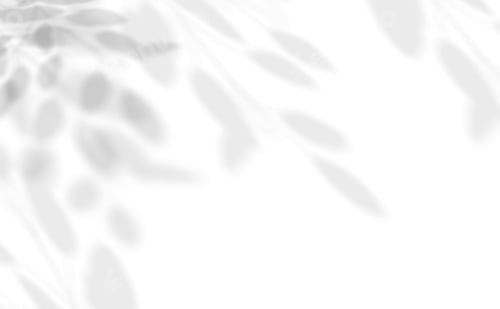 Preview: Leaves shadow overlay on white background, isolated Branches leaf