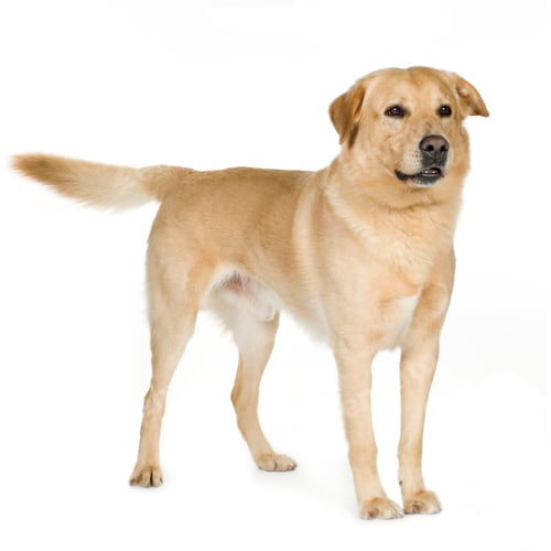 Preview: Labrador (7 years)