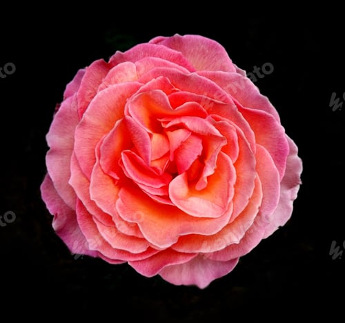 Preview: Pink camellia bloom on a black background