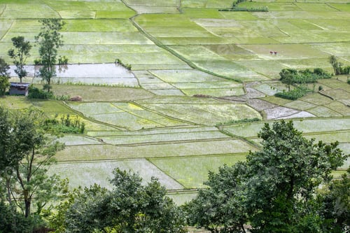 Preview: Rice Field