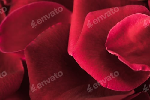 Preview: close up view of red roses petals texture