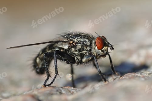 Preview: Flesh fly (Sarcophaga)