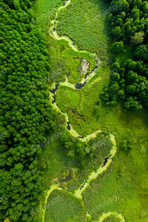 Preview: Green algae on river in spring. Aerial view of wildlife.